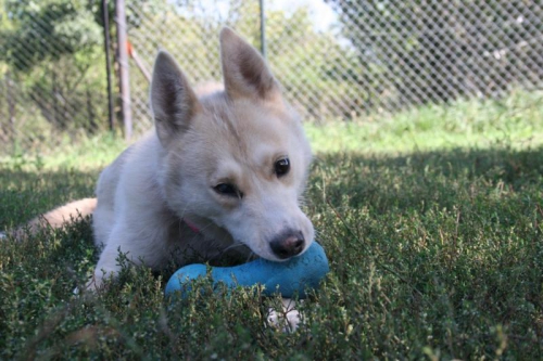 Zwierzę do adopcji - husky - Corti Zwierzęta - Psy - suka - husky
