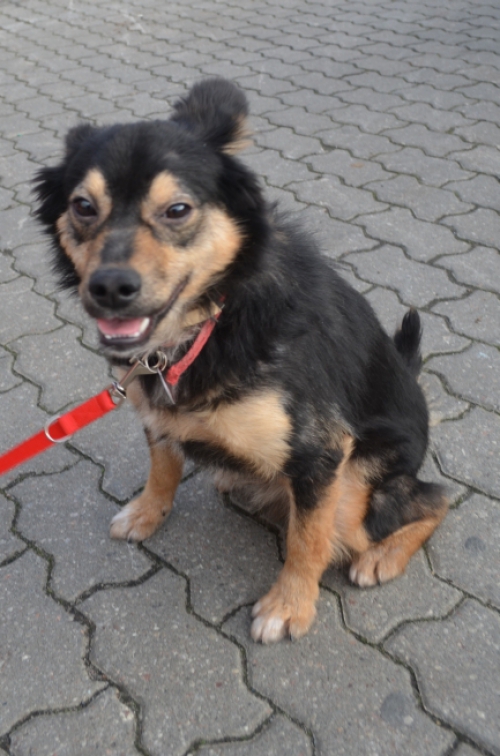 Zwierzę do adopcji - bukiet kwiatowy - Sonny Zwierzęta - Psy - pies - bukiet kwiatowy